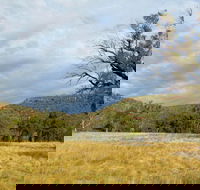 Weddin Mountains National Park - Accommodation NSW