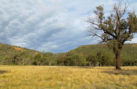Weddin Mountains National Park - Accommodation NSW 0
