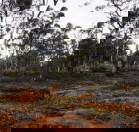 Woylie Walk Dryandra Woodland - Accommodation NSW