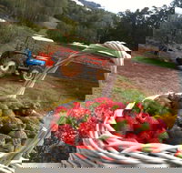 Blue Hills Berries and Cherries - Accommodation NSW