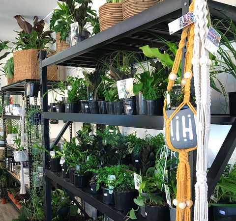 Fancy Plants - Accommodation NSW 0