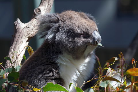 Gorge Wildlife Park - Accommodation NSW 0