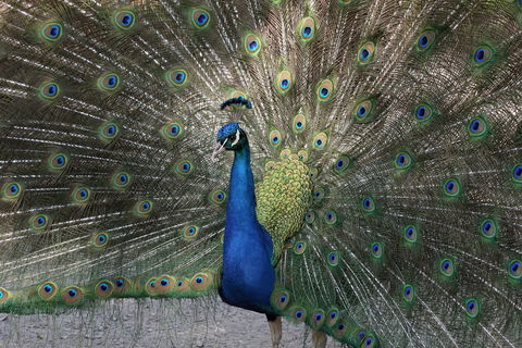 Gorge Wildlife Park - Accommodation NSW 1