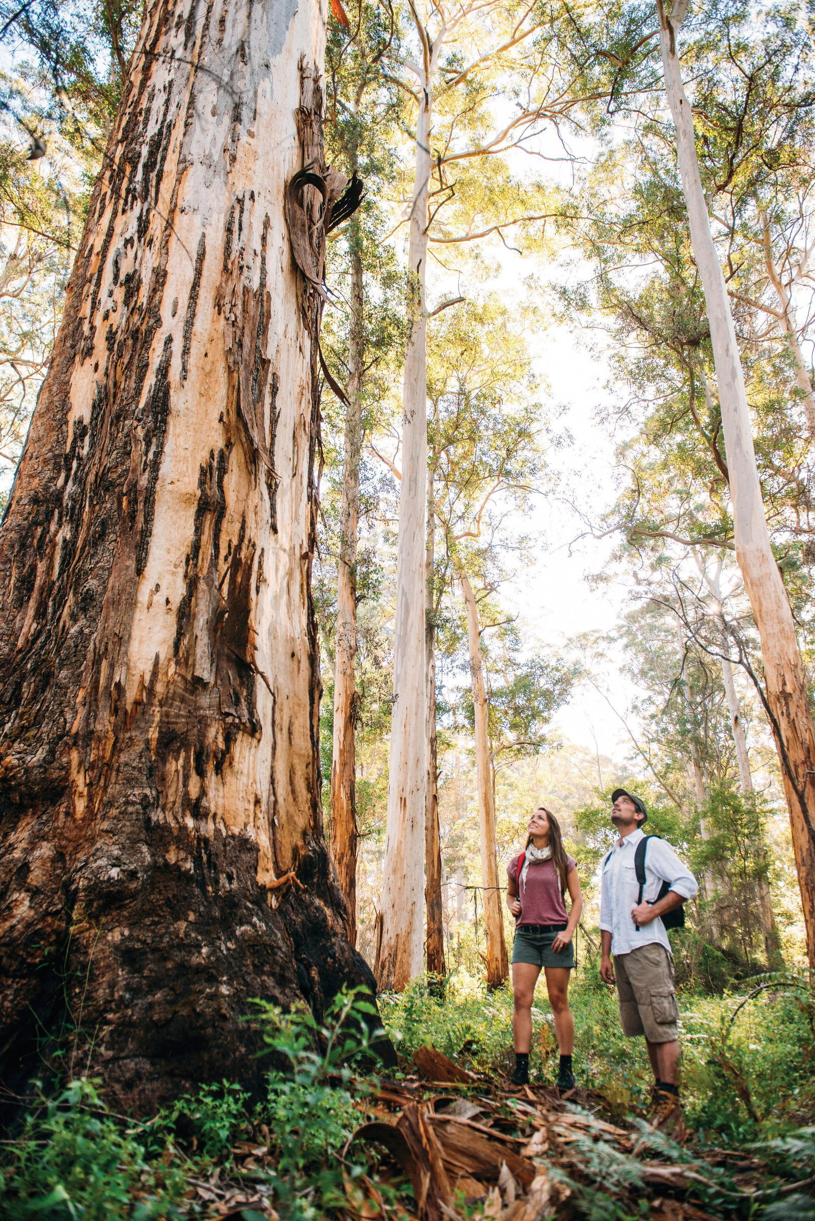 Hovea WA Accommodation NSW