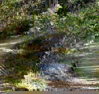 McDirtys Walking Track - Accommodation NSW