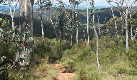 Mount Towac Walk - Accommodation NSW 0