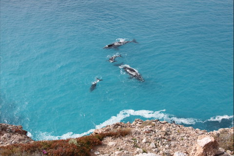 Nullarbor National Park - Accommodation NSW 0