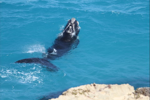 Nullarbor National Park - Accommodation NSW 2