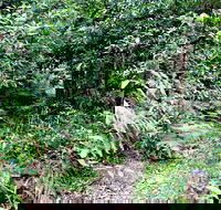 Seaforth Oval to Natural Bridge Track - Accommodation NSW