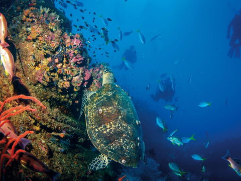 SS Yongala Dive Site - Accommodation NSW 0