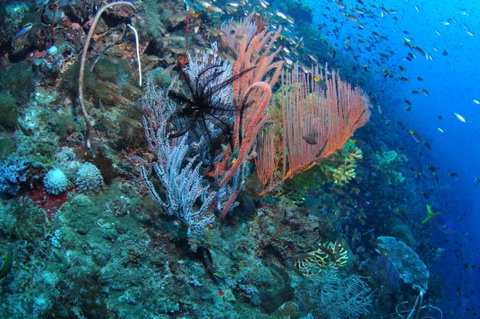 SS Yongala Dive Site - Accommodation NSW 1