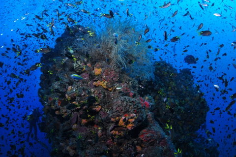 SS Yongala Dive Site - Accommodation NSW 2