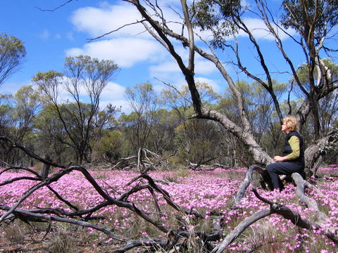 Talgomine Reserve - Accommodation NSW 1
