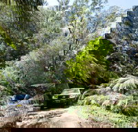 Wadbilliga Road drive - Accommodation NSW