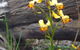 Dawn Atwell Nature Reserve - thumb 0