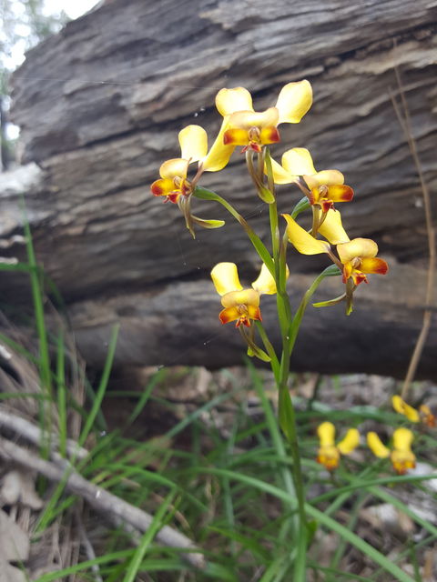 Dawn Atwell Nature Reserve - Accommodation NSW 0