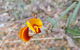 Dawn Atwell Nature Reserve - thumb 1