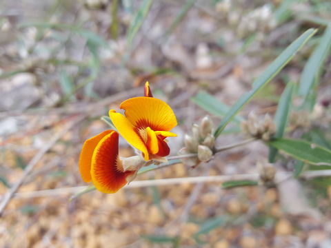 Dawn Atwell Nature Reserve - Accommodation NSW 1