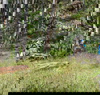 Federal Falls Walk - Accommodation NSW