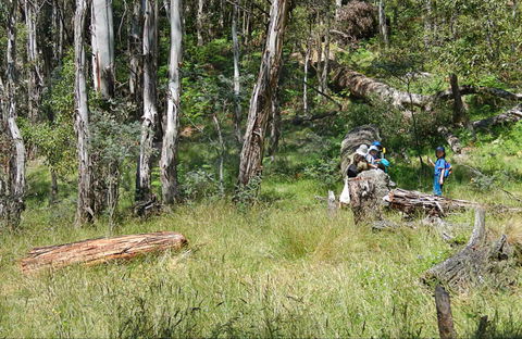 Federal Falls Walk - Accommodation NSW 0