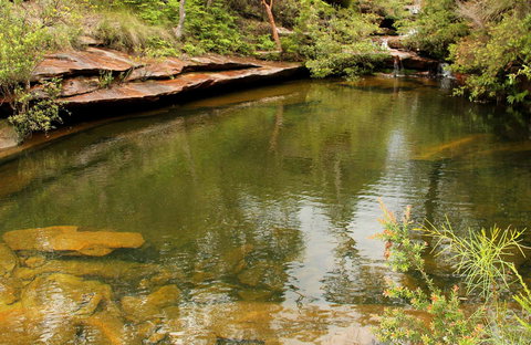 Hominy Creek Walking Track - Accommodation NSW 0