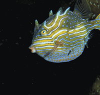 Mushroom Reef Marine Sanctuary