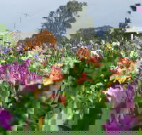 Smokin Heights Iris Display Garden - Accommodation NSW