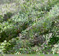 Snowgum Walking Track - Accommodation NSW