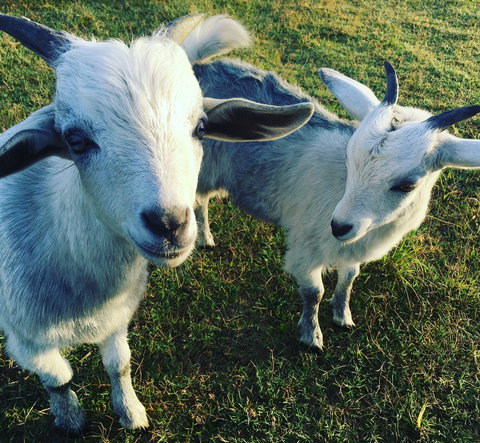 Splitters Farm - Accommodation NSW 0