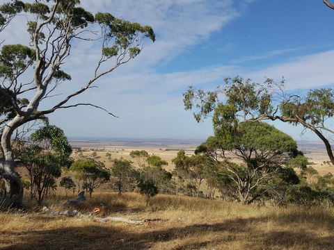 Spring Gully Conservation Park - Accommodation NSW 1
