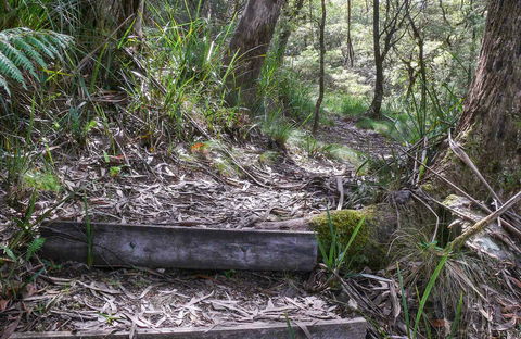 Tea Tree Falls Walking Track - Accommodation NSW 0
