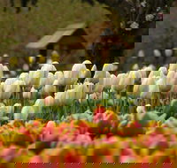 Tulip Top Gardens - Accommodation NSW