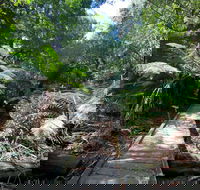 Wirrawilla Rainforest Walk - Accommodation NSW