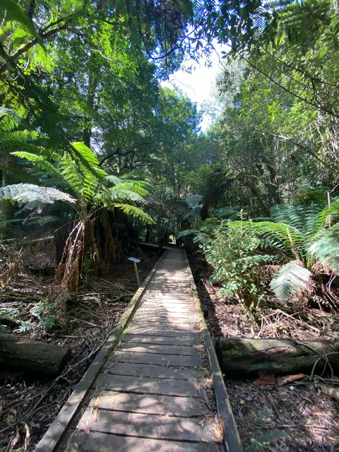Wirrawilla Rainforest Walk - Accommodation NSW 0