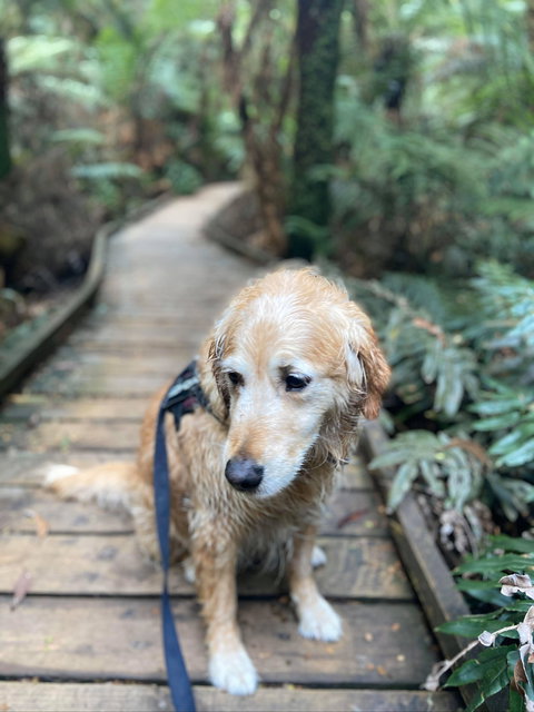 Wirrawilla Rainforest Walk - Accommodation NSW 1