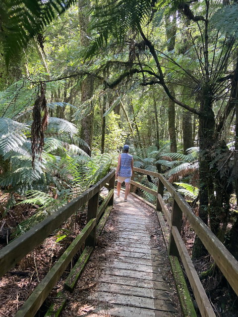 Wirrawilla Rainforest Walk - Accommodation NSW 2