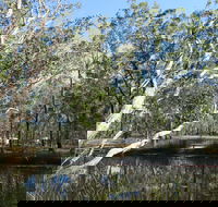 Wongi State Forest - Accommodation NSW