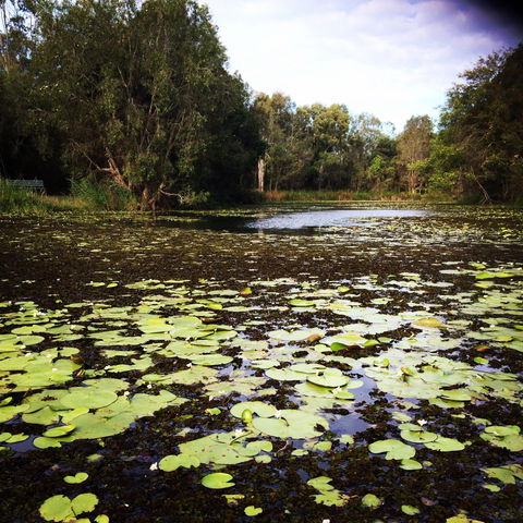 Baldwin Swamp Environmental Park - Accommodation NSW 1