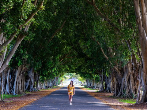 Fig Tree Avenue - Accommodation NSW 0