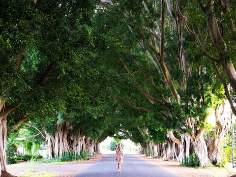Fig Tree Avenue - Accommodation NSW 2