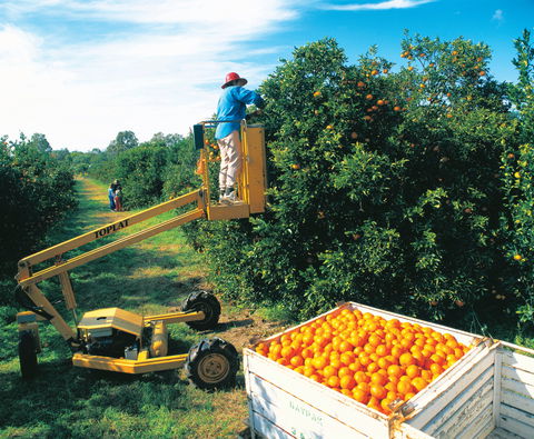 Gayndah's Big Orange - Accommodation NSW 0