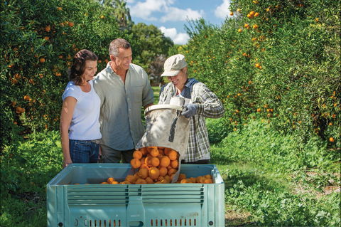Gayndah's Big Orange - Accommodation NSW 1