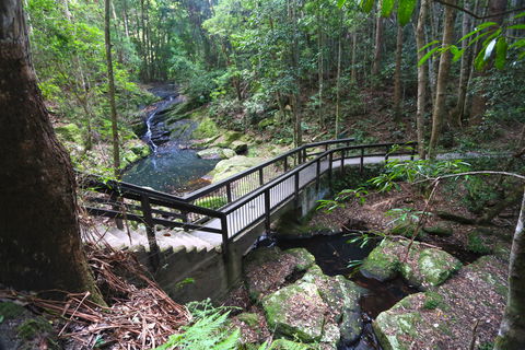Kondalilla Falls Circuit, Kondalilla National Park - Accommodation NSW 2