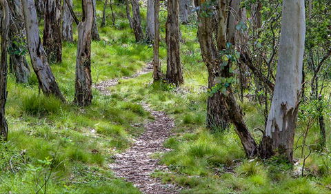 Mount Canobolas State Conservation Area - Accommodation NSW 0