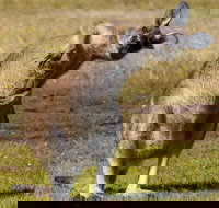 Narawntapu National Park - Accommodation NSW