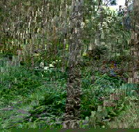 Nature Walking Track - Accommodation NSW