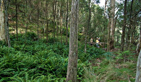 Nature Walking Track - Accommodation NSW 0
