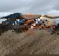 Texas Longhorn Tours - Accommodation NSW