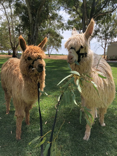 Visit An Alpaca Farm And Get Up And Personal With These Gentle And Unique Animals - Accommodation NSW 0