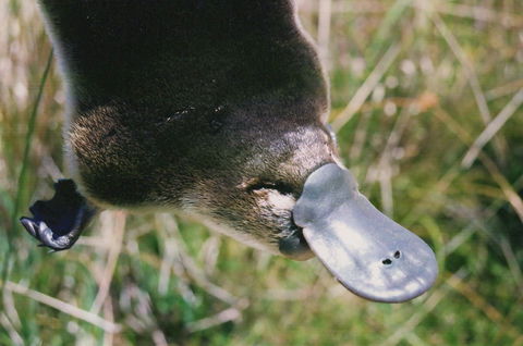 Warrawong Wildlife Sanctuary - Accommodation NSW 0